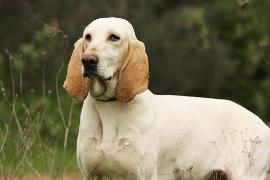 Chien Billy en extérieur, race française rare et énergique