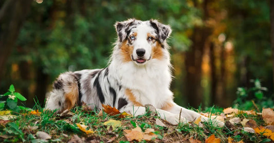 Berger Australien : Un chien intelligent, loyal et plein d’énergie