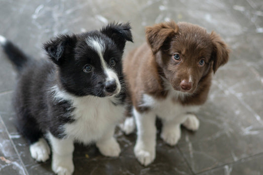 Bien préparer l’arrivée d’un chiot à la maison : nos conseils essentiels