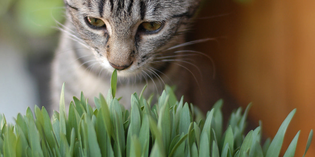 Herbe à chat : bienfaits et précautions d’usage