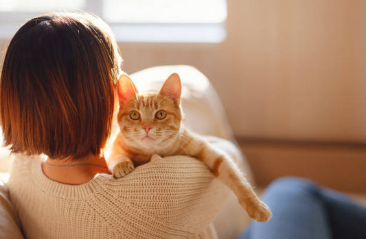 Mieux comprendre son chat : un guide pour une relation complice