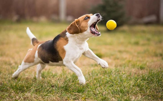 Les jouets indispensables pour stimuler l’intelligence de votre chien