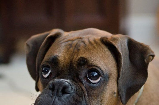 Tout savoir sur le Boxer : un chien énergique au grand cœur