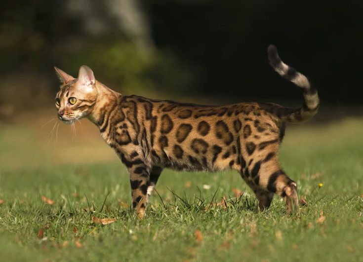 Chat Bengal : entre élégance et affection