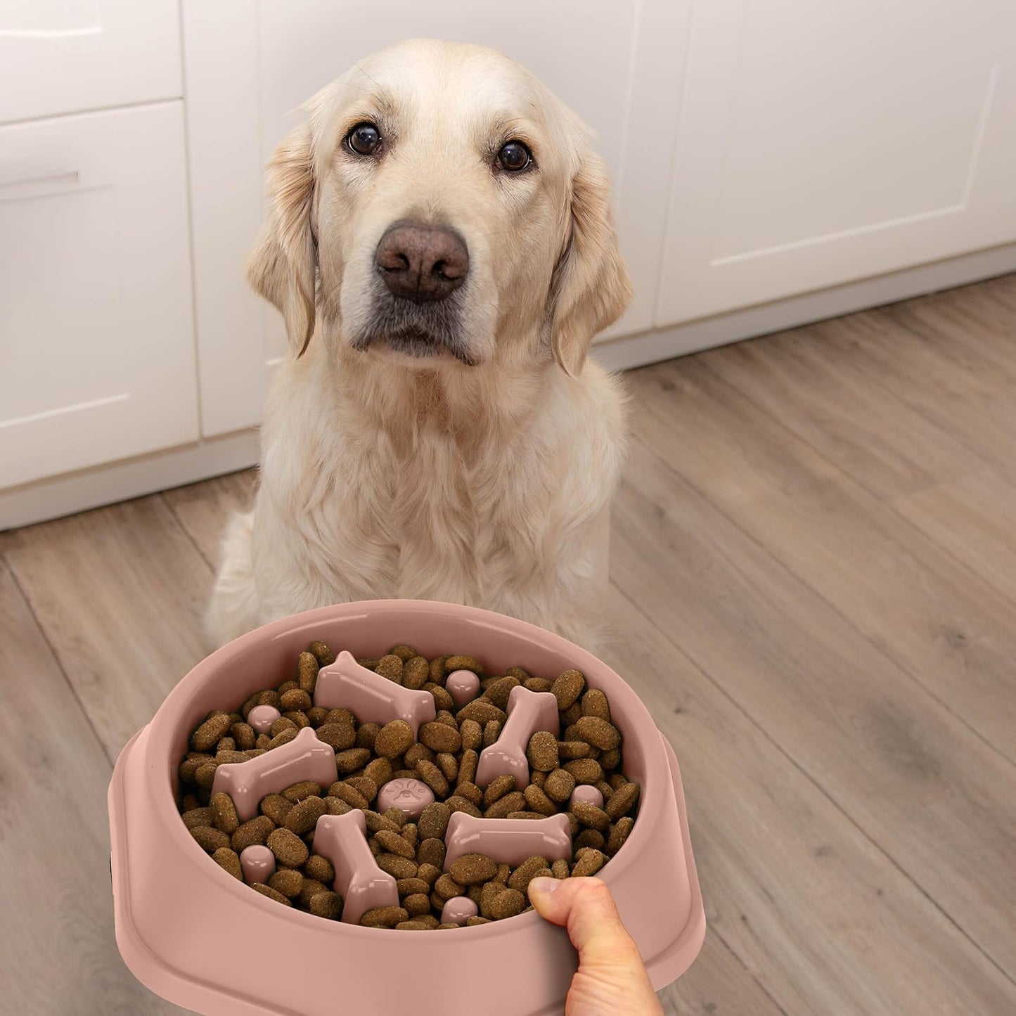 Anti-gluttonous dog bowl