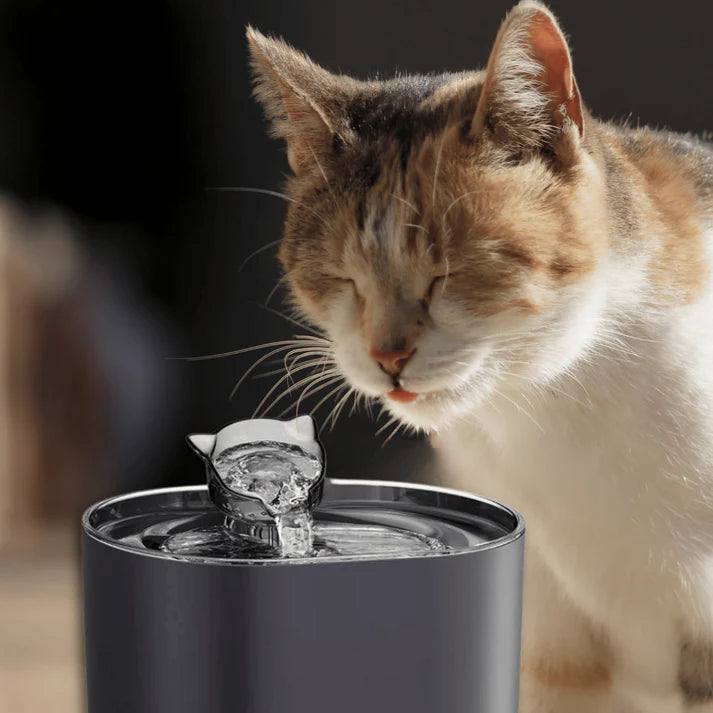 Fontaine à Eau Silencieuse pour Chat