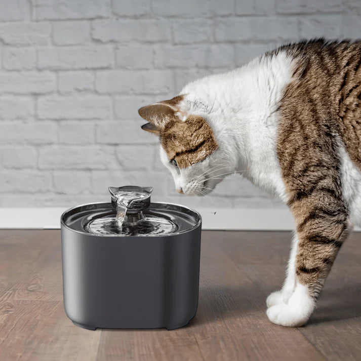 Fontaine à Eau Silencieuse pour Chat