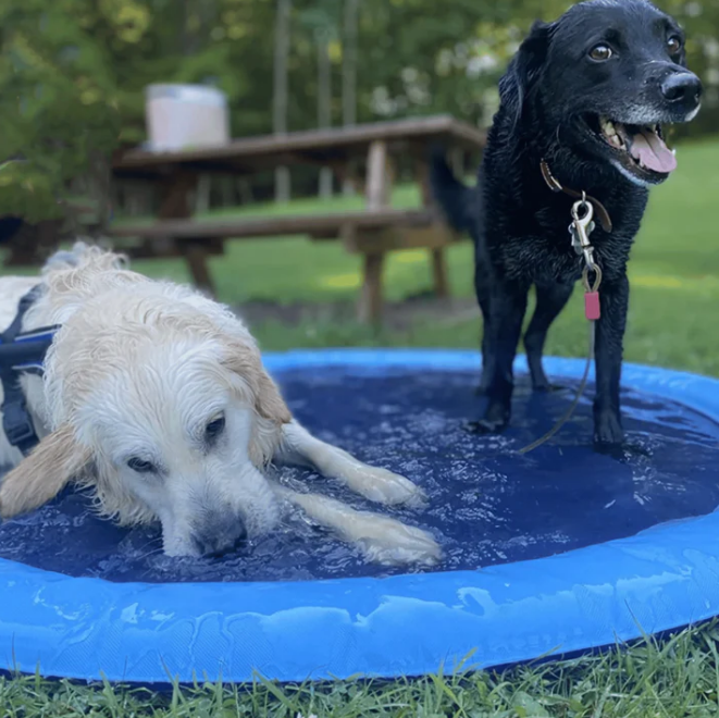 Piscine Fontaine pour Chien