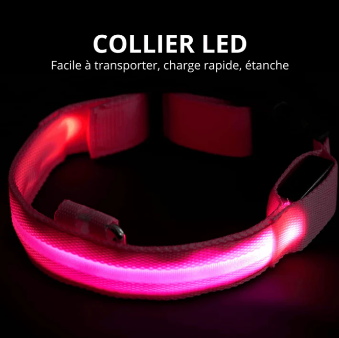 Collier LED Réglable pour Chien