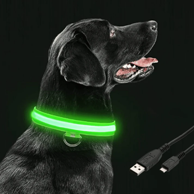 Collier LED Réglable pour Chien