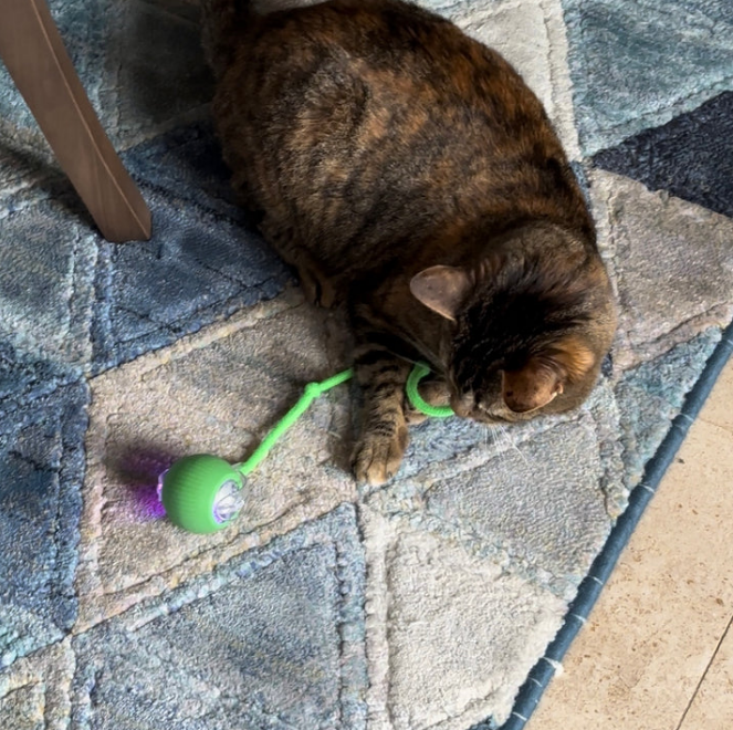 Balle Interactive avec Ficelle pour Chat