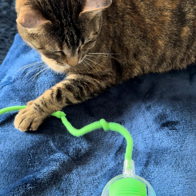 Balle Interactive avec Ficelle pour Chat