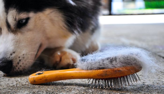 🛁 Pourquoi toiletter son chien avec une brosse adaptée ? 🐾