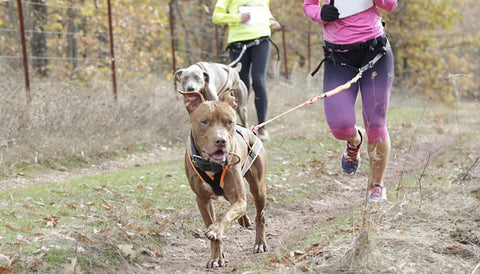 Canicross et Canivtt : Partagez une aventure sportive avec votre chien 🐕🚴