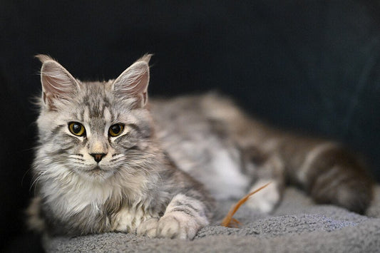 Maine Coon : Tout savoir sur ce chat géant, doux et majestueux