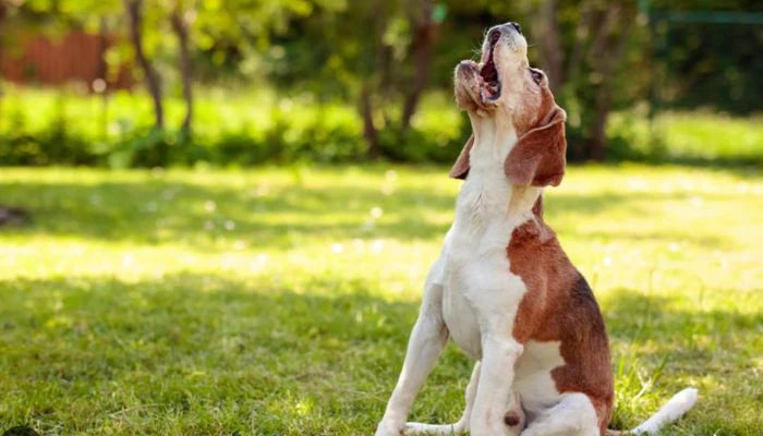 🔇 Comment Utiliser un Collier Anti-Aboiement pour Votre Chien ?