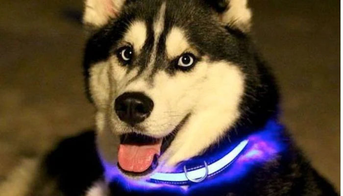 💡 Le Collier Lumineux Chien : Sécurité et Style pour Vos Balades Nocturnes 🐾