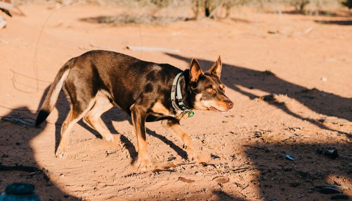 ⚡ Comment Utiliser un Collier Électrique pour Chien en Toute Sécurité ?