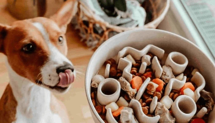 🐾 La Gamelle Anti-Glouton : Un Accessoire Essentiel pour le Bien-être de Votre Chien 🐶