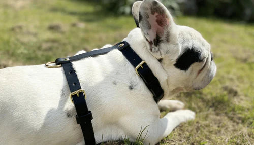 Bien choisir un harnais pour chien : sécurité, confort et praticité au rendez-vous 🐕