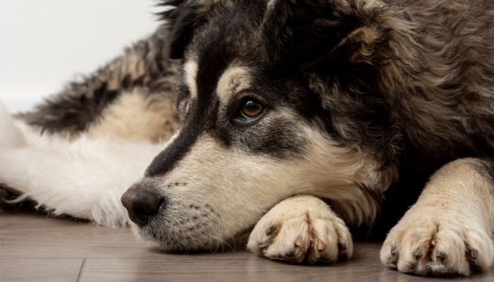 Apprendre à votre chien à être serein en votre absence 🐾