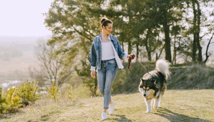 🐕 Pourquoi Mon Chien Tire-t-il en Laisse et Comment Y Remédier ?