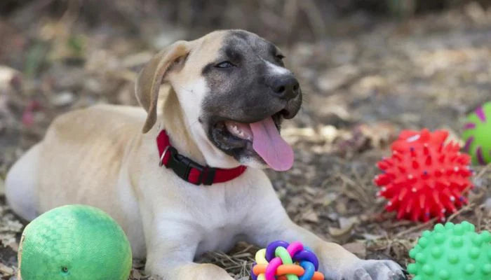 Quels jouets choisir pour votre chien : Guide des indispensables pour son bien-être 🐾