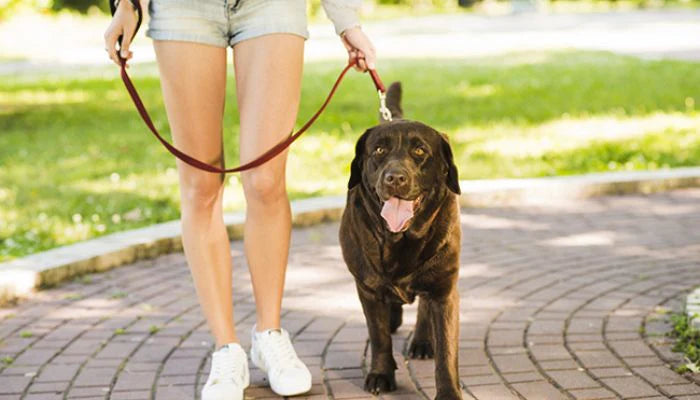 La longe pour chien : liberté et contrôle pour des promenades en toute sécurité 🐾