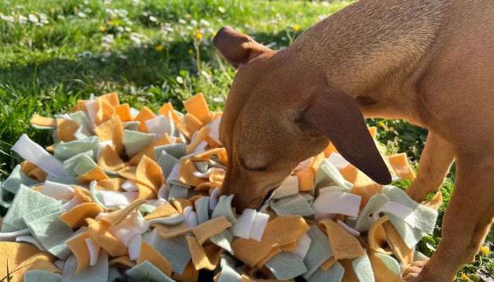 Tapis de Fouille : L’outil interactif qui booste le bien-être de votre chien 🐾