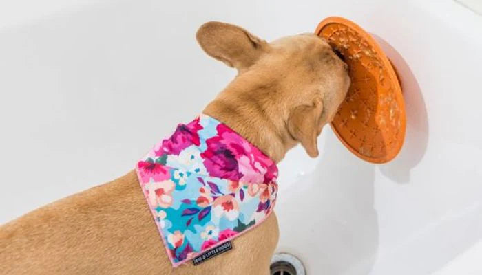 🍴 Le Tapis de Léchage : L’Accessoire Bien-être Incontournable pour Votre Chien 🐶