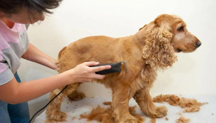 💇‍♂️ Tondeuse pour chien : l'outil indispensable pour un pelage parfait 🐾