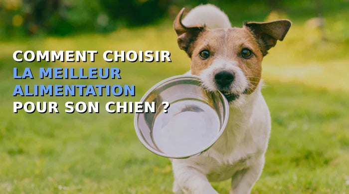 🐾 Quel Chien est Fait pour Vous ? Le Guide Ultime pour Trouver votre Compagnon Idéal 🐕