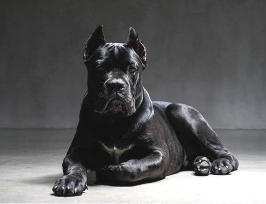 Cane Corso : Tout savoir sur ce chien puissant, fidèle et protecteur