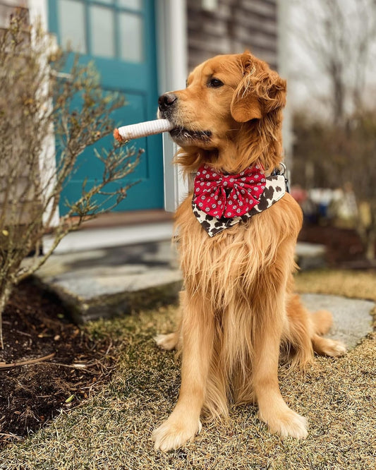 Jouet à Mâcher en Peluche (Cigarette) – Chien & Chiot