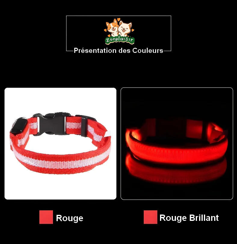 Collier Lumineux pour Chien