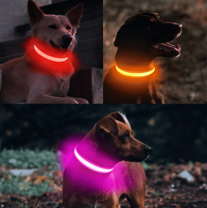 Collier LED Réglable pour Chien