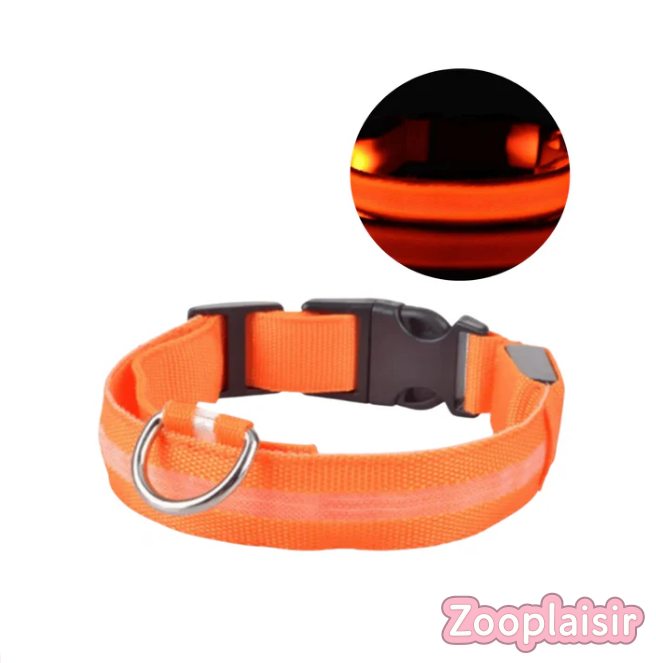 Collier LED Réglable pour Chien