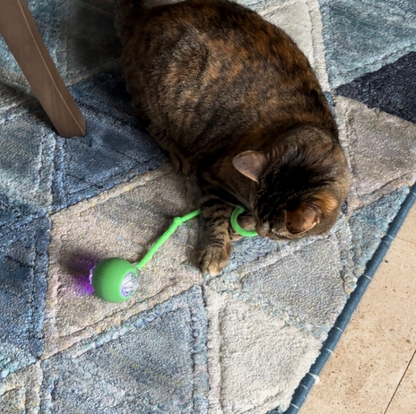 Balle Interactive avec Ficelle pour Chat