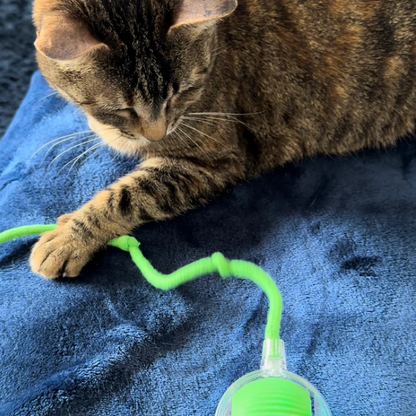 Balle Interactive avec Ficelle pour Chat
