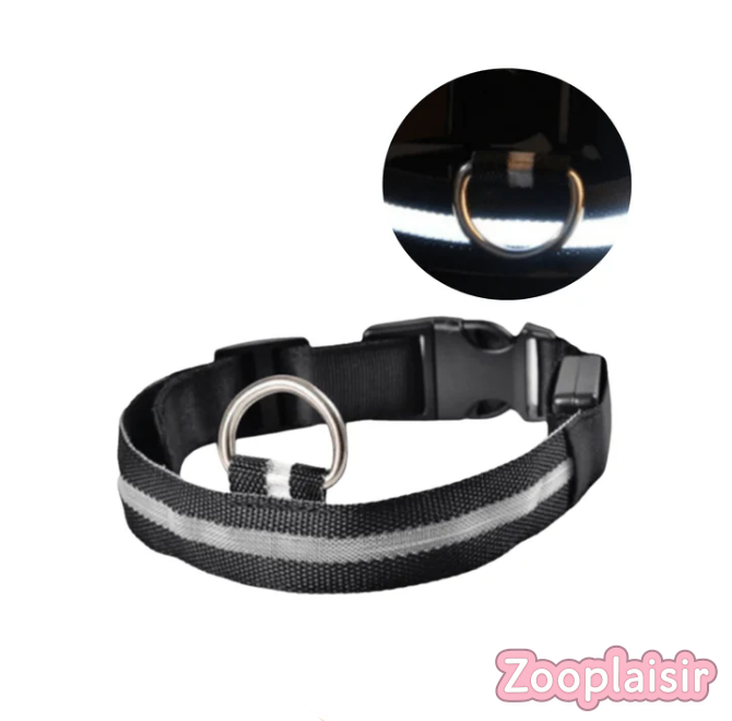 Collier LED Réglable pour Chien